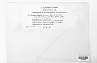 Uromyces junci image
